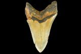 Serrated, Fossil Megalodon Tooth - North Carolina #147485-2